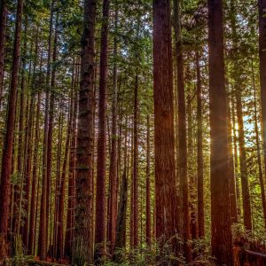 Redwood sun