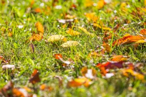 Preparing Your Yard Waste for Pick-Up