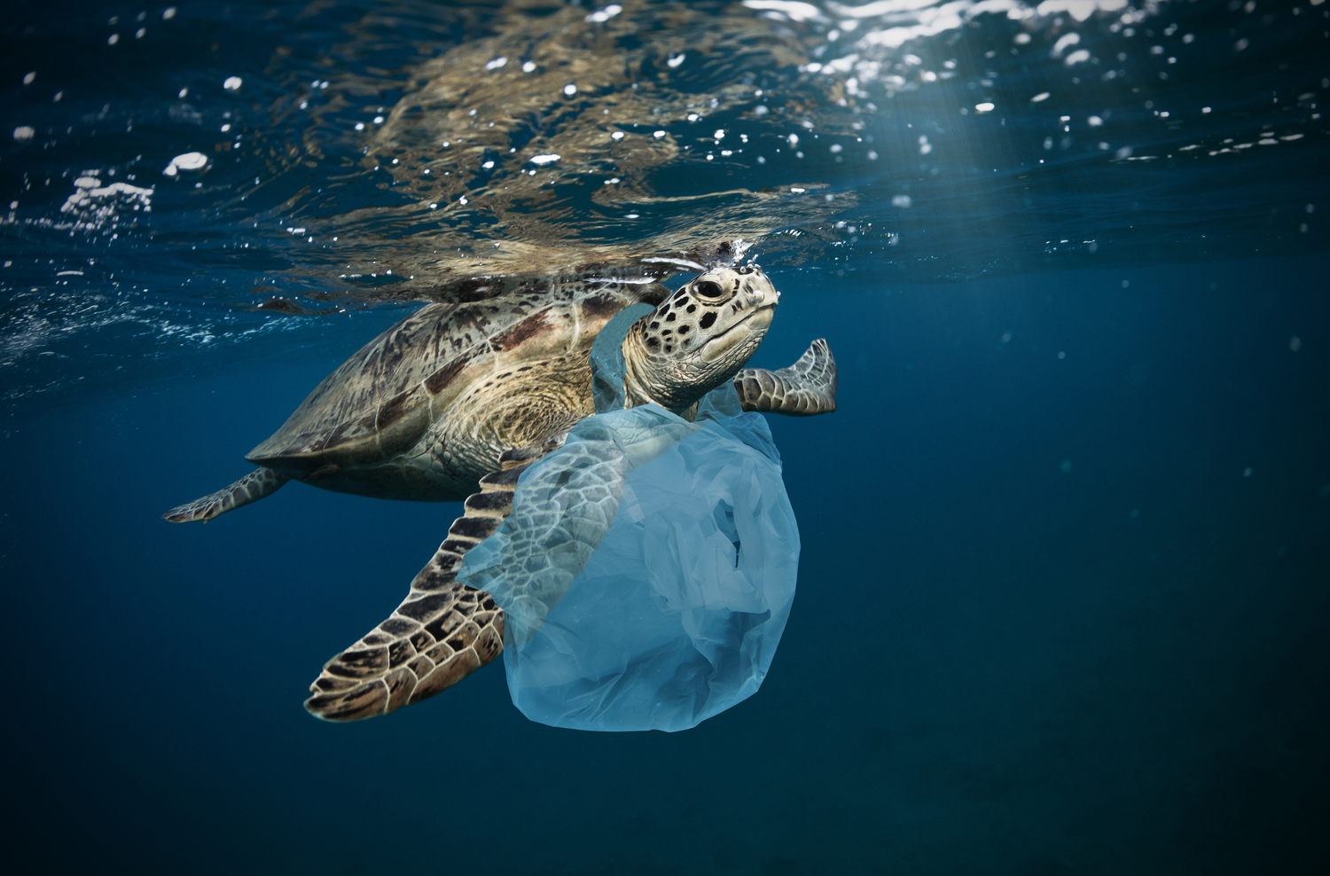 Eliminating plastic bags