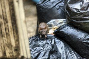 How to Keep Pest Out of Garbage