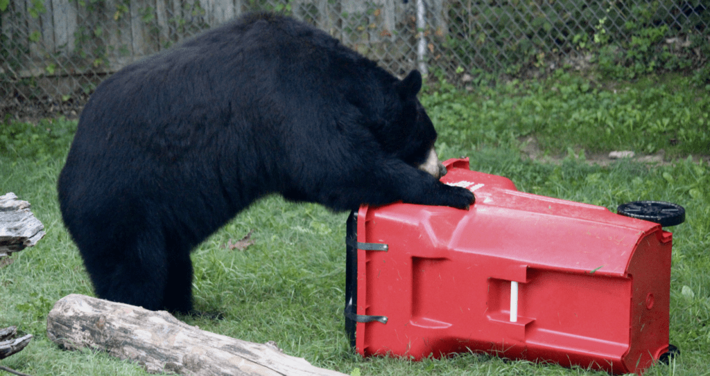 Bear-Proof Trash Cans from Sunrise Sanitation