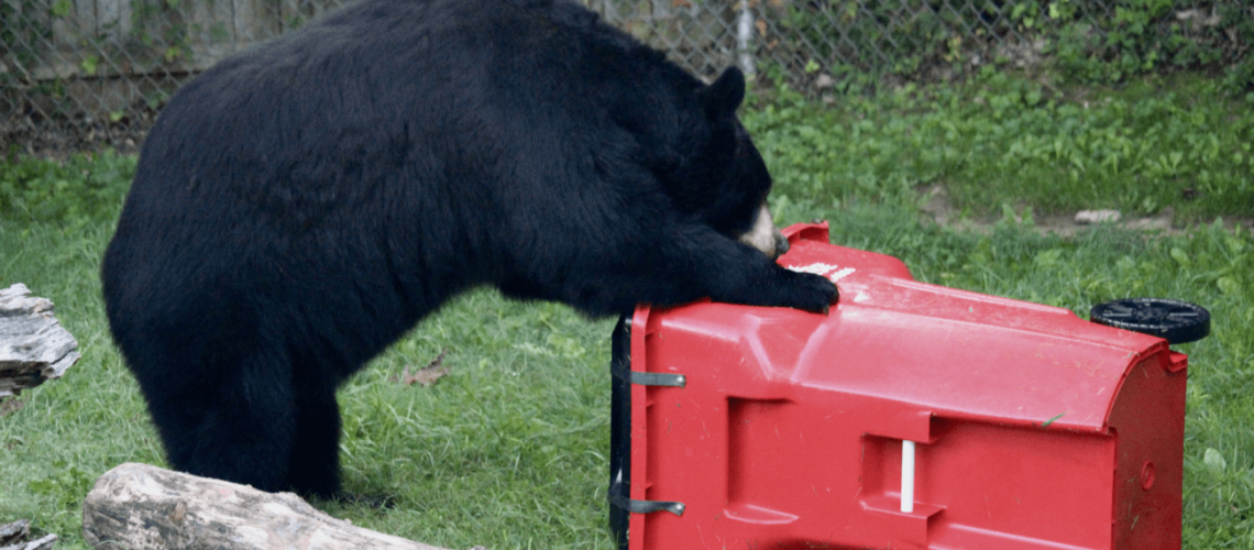 Bear-Proof Trash Cans from Sunrise Sanitation